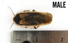 male_dubia_labeled_roaches_josh_s_frogs.jpg