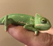 Female Baby on Finger2.jpg