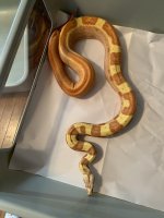 VPI Sunglow Jungle Motley.jpg