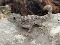 scorpiongeckos1.jpg
