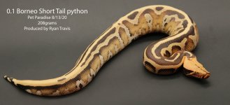 Borneoshorttail.jpg