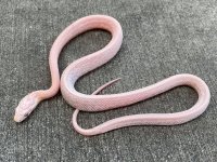 pinksnowtessfemale.jpg