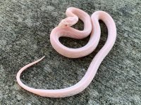 pinksnowtessfemale (1).jpg
