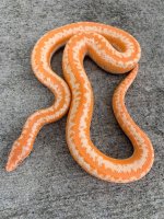 sangabrielalbino.jpg