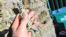 You can now have a tegu friend at a great price this one is only 100.00d.jpg