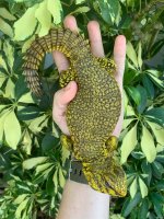 yellowmale11.jpg