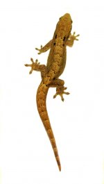 main_pic_hawaiian_mourning_gecko.jpg