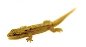 hawaiian_mourning_gecko.jpg