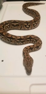 dumerils boa 5.jpg