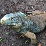 poseidon blue rock iguana 4.jpg