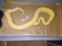 IMG_20200802_200807546.jpg