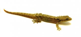 hawaiian_mourning_gecko_6210.jpg