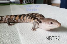 NBTS2-2.jpg