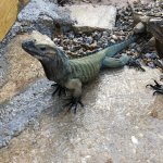 Eos rhino iguana 1.jpg