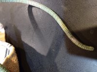 IMG_20201231_125642091.jpg