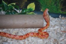 licorice2.jpg