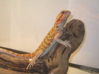 IMG_1595.jpg