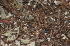 superworms.jpg