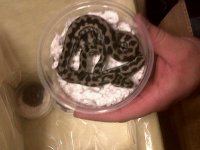 snakes.jpg