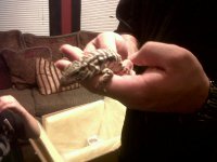 babyy tegu.jpg