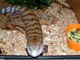 blue tongue.jpg