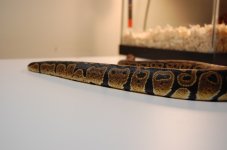 D40 183.jpg