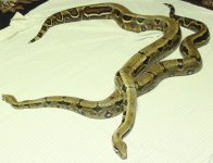 Boas1.jpg