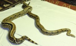 Boas2.jpg