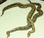 Boas3.jpg