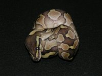 2010 Butter F.jpg