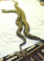 Boas4.JPG