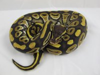 Mystic Male CSR1025_5.jpg
