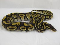 Mystic Male CSR1025_6.jpg