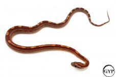 HypoMotleyM3-1.jpg