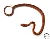 HypoMotleyM2-1.jpg