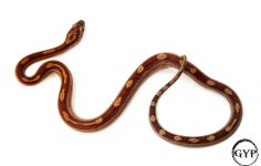 HypoMotleyM4-1.jpg