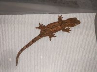 IMG_20200810_195817.jpg