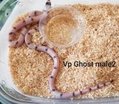 vphghostmale2.jpg