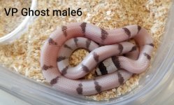 vpghostmale6.jpg