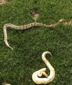 IMG_0088.jpg