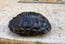 tortoise3.jpg