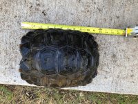 tortoise1.jpg