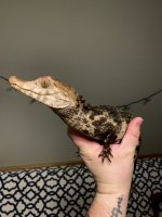 dewdropfauna2.jpg
