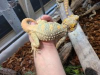 lizards8.jpg