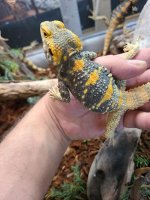 lizards9.jpg