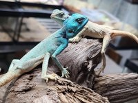 lizards14.jpg