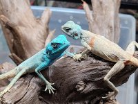 lizards16.jpg