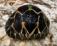 Tort 366-1.jpg