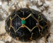 Tort 366-2.jpg