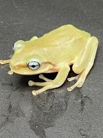 cbb australian blue eyed dumpy 35.jpg